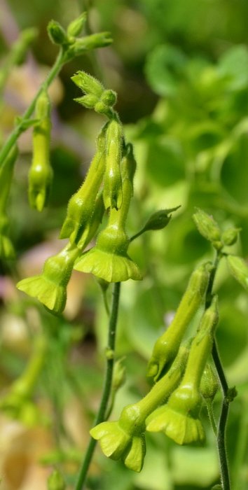 Nicotiana langsdorfii (3)